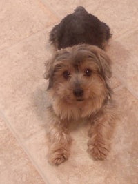 a small dog laying on a tile floor